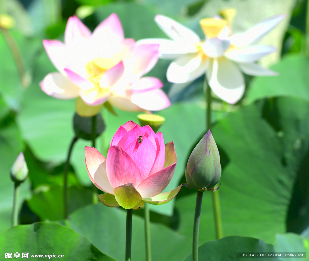 荷花