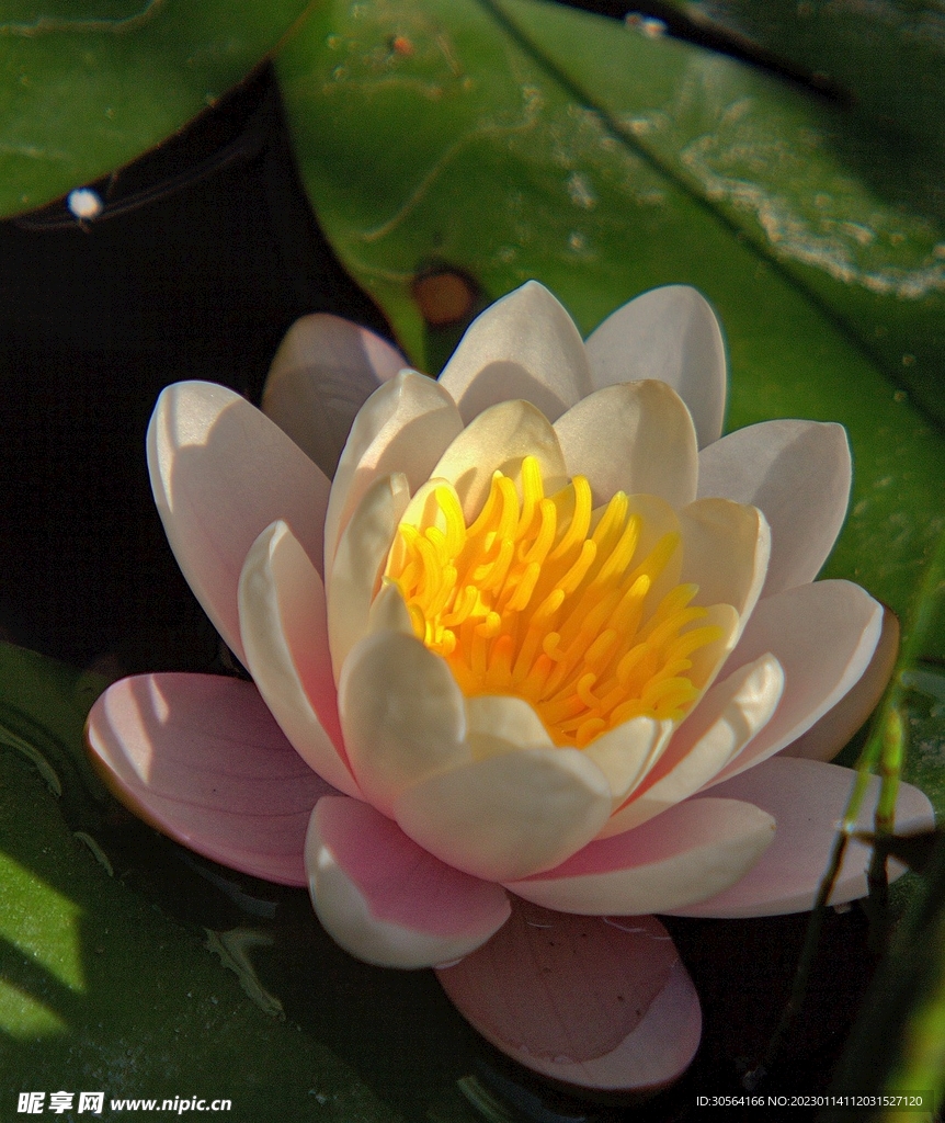 荷花