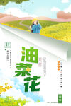 油菜花