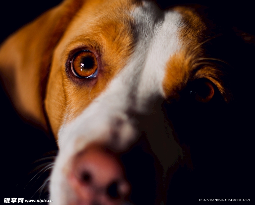 比格犬