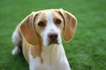 比格犬