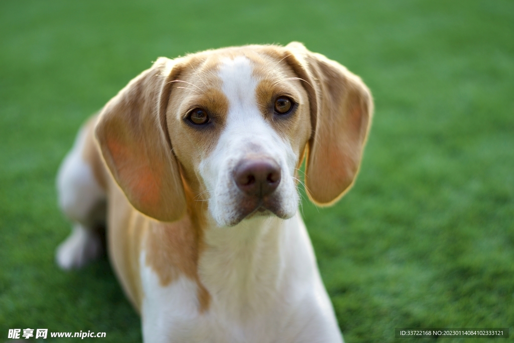 比格犬