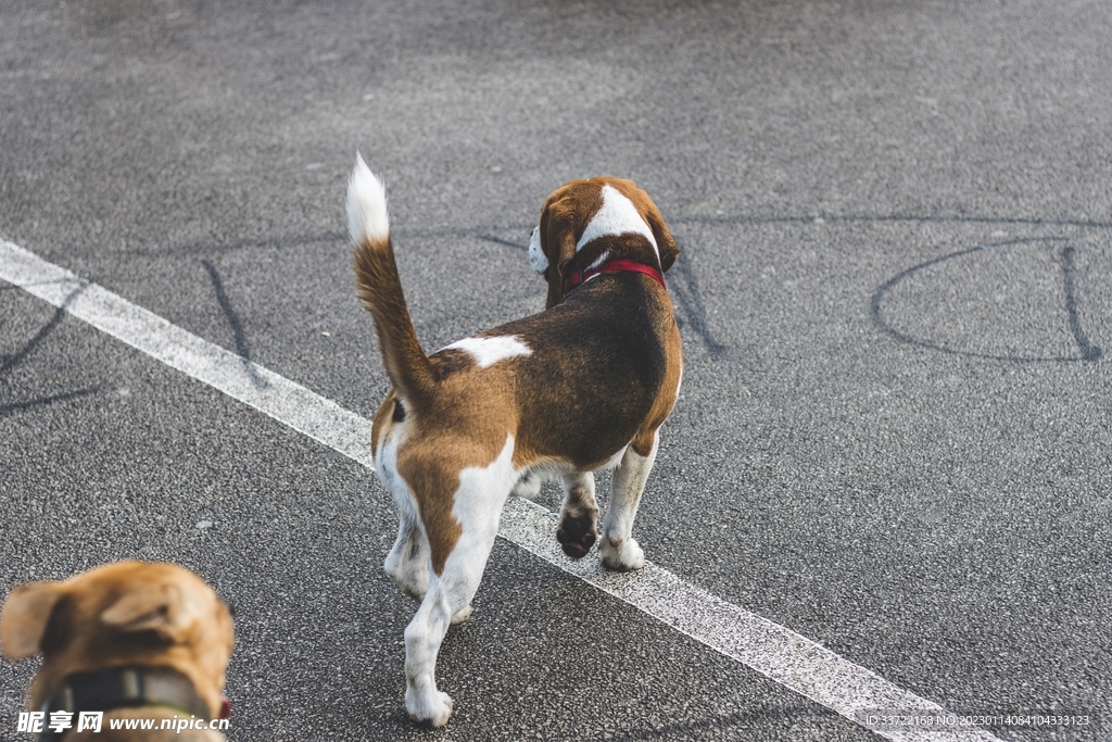 比格犬