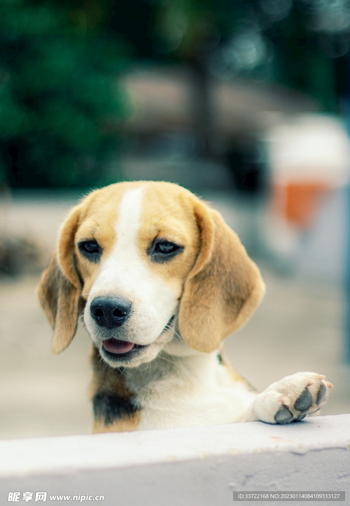 比格犬