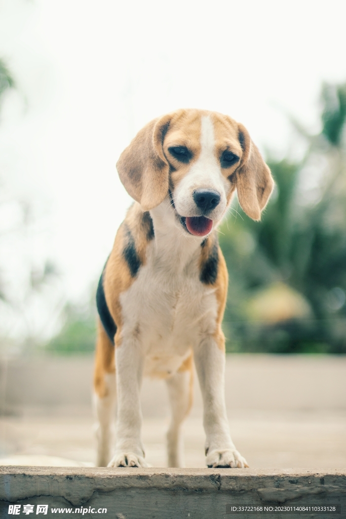 比格犬
