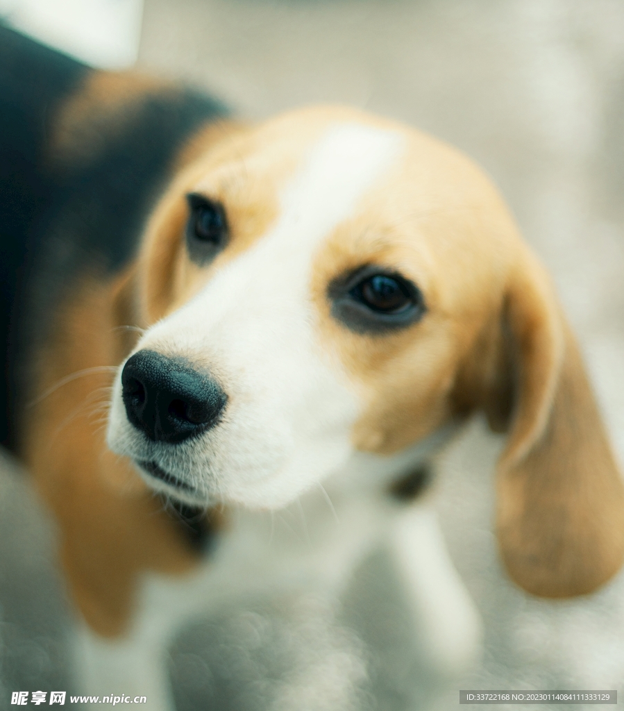比格犬