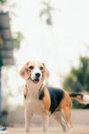 比格犬