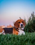 比格犬