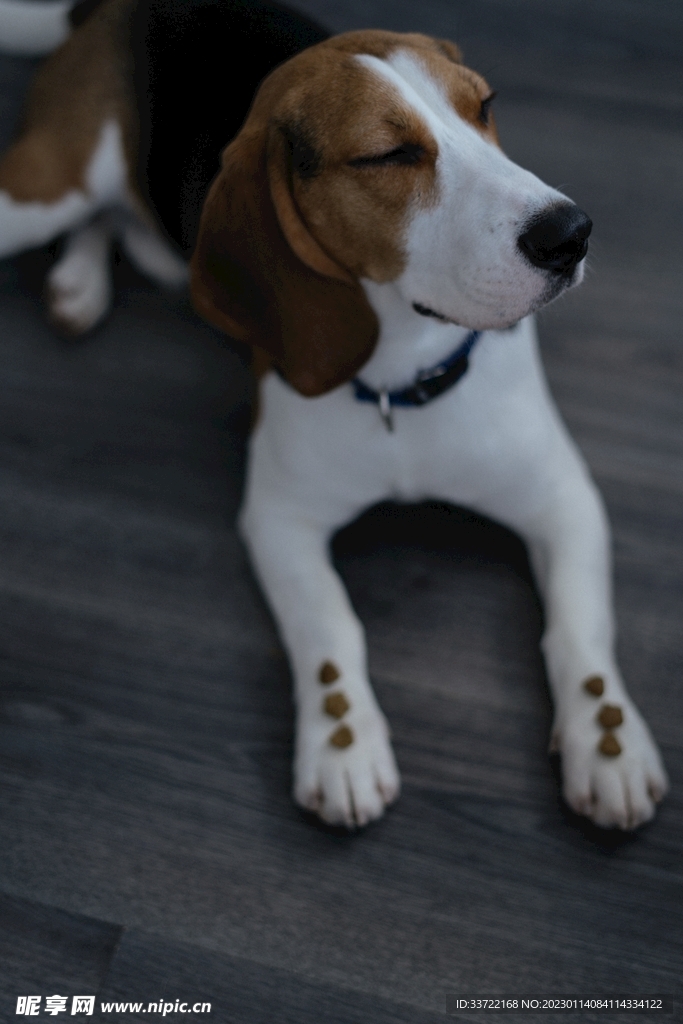 比格犬