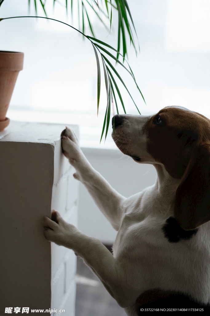 比格犬