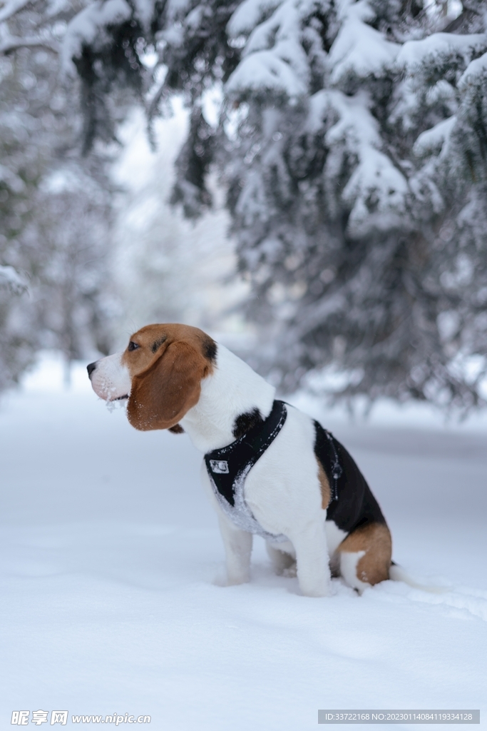 比格犬