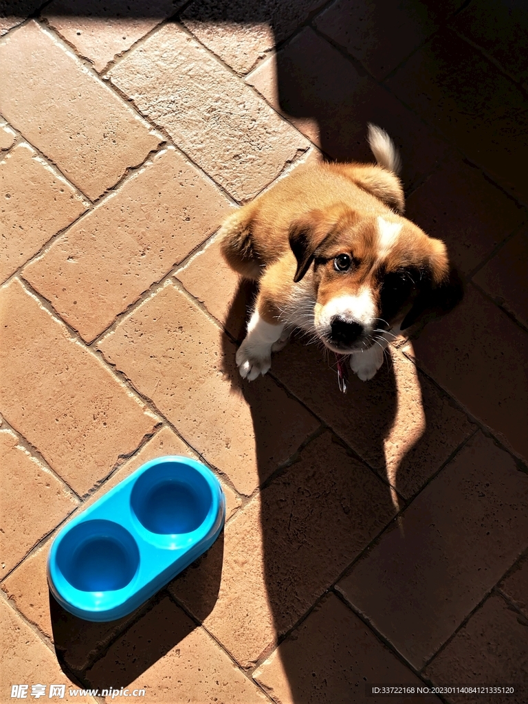 比格犬