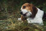 比格犬