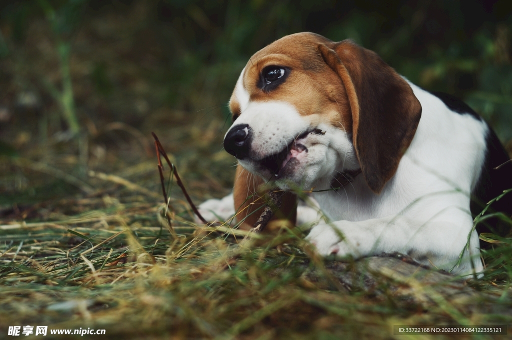 比格犬