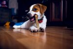 比格犬
