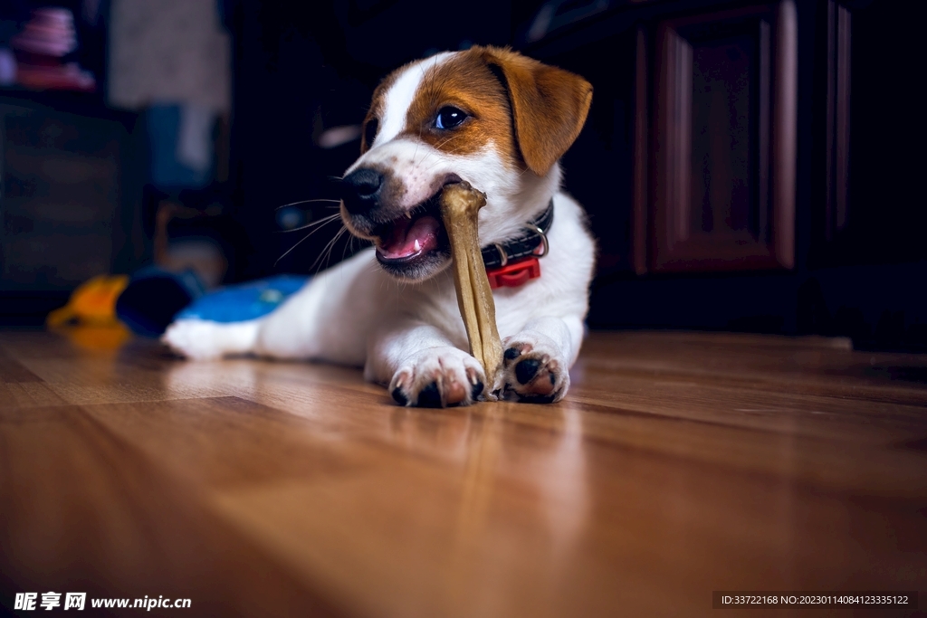 比格犬