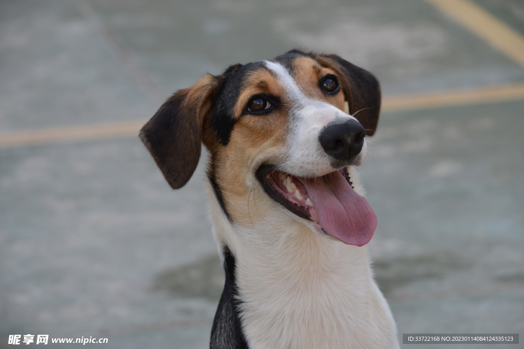 比格犬