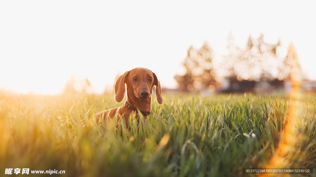 比格犬