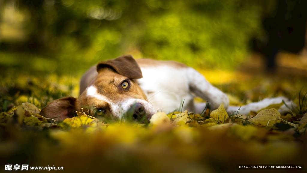 比格犬