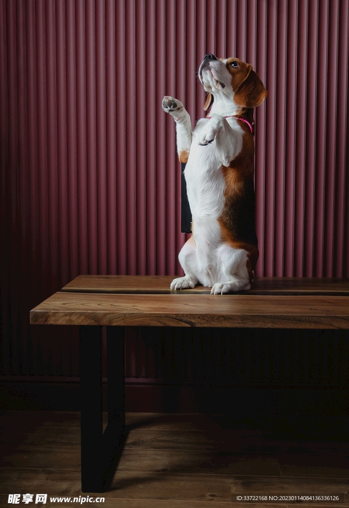 比格犬