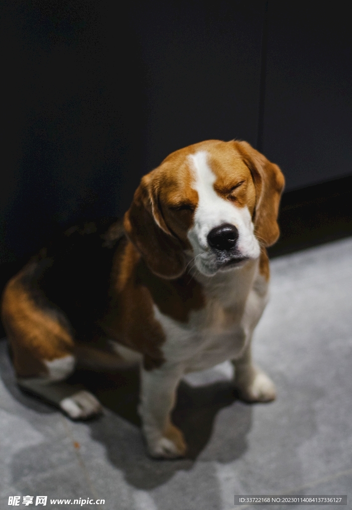 比格犬
