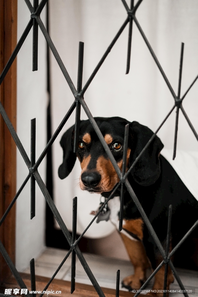 比格犬