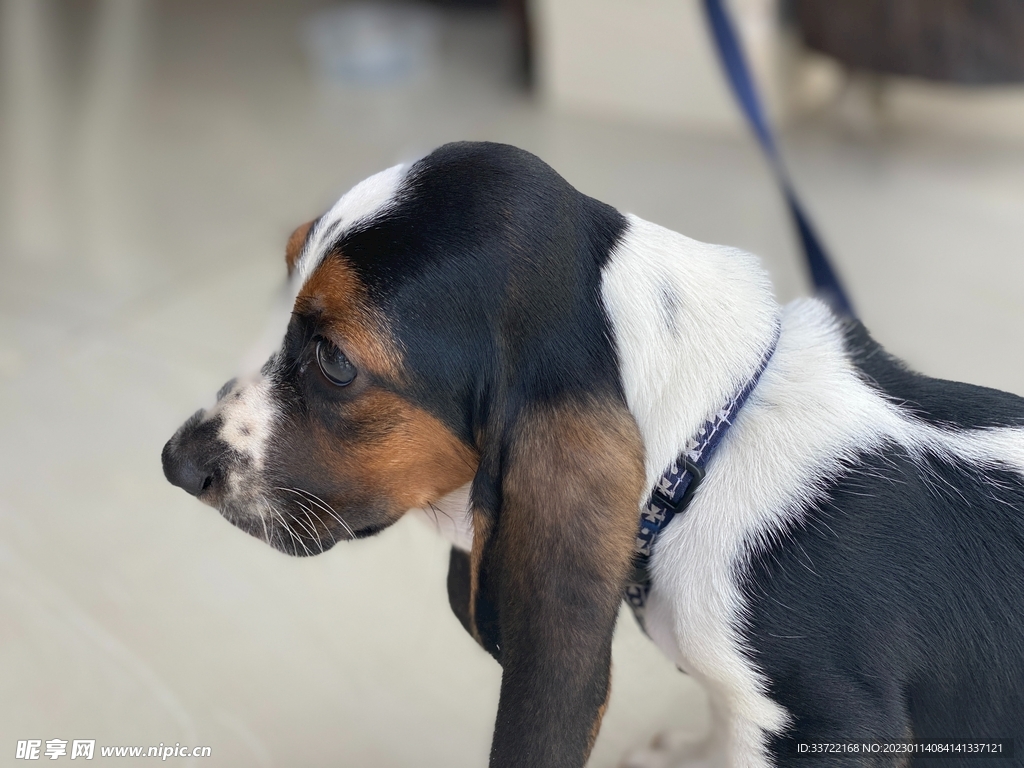 比格犬