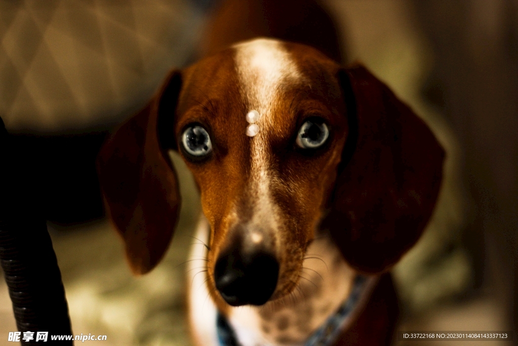 比格犬