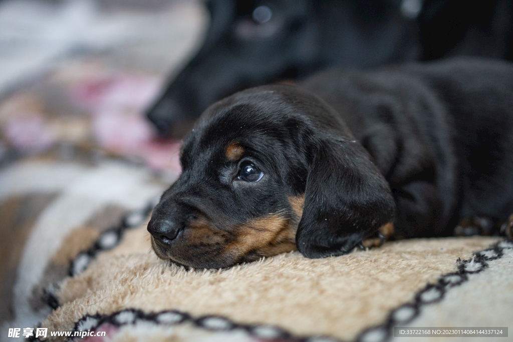 比格犬