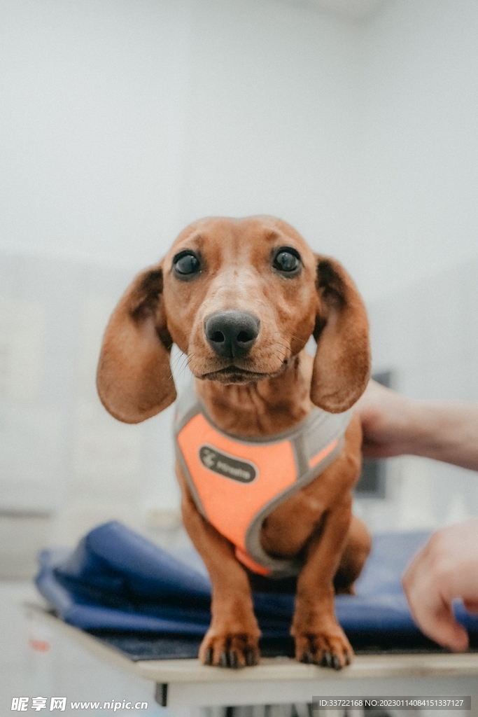 比格犬