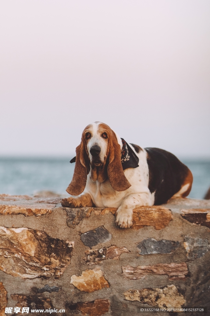 比格犬