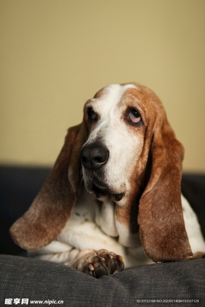 比格犬