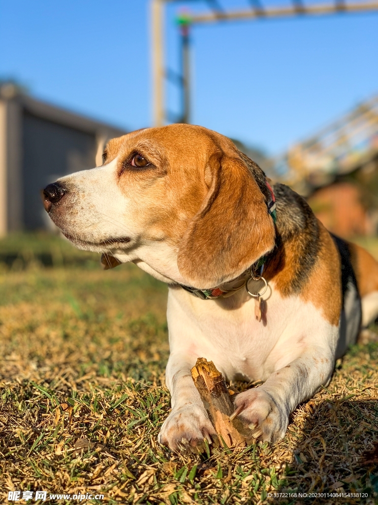 比格犬