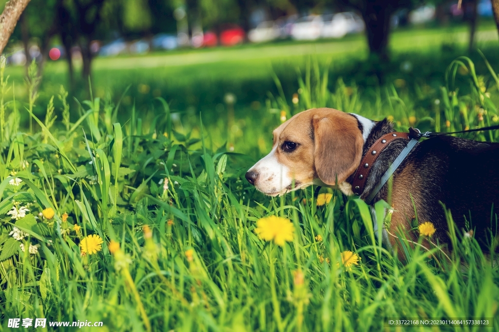 比格犬