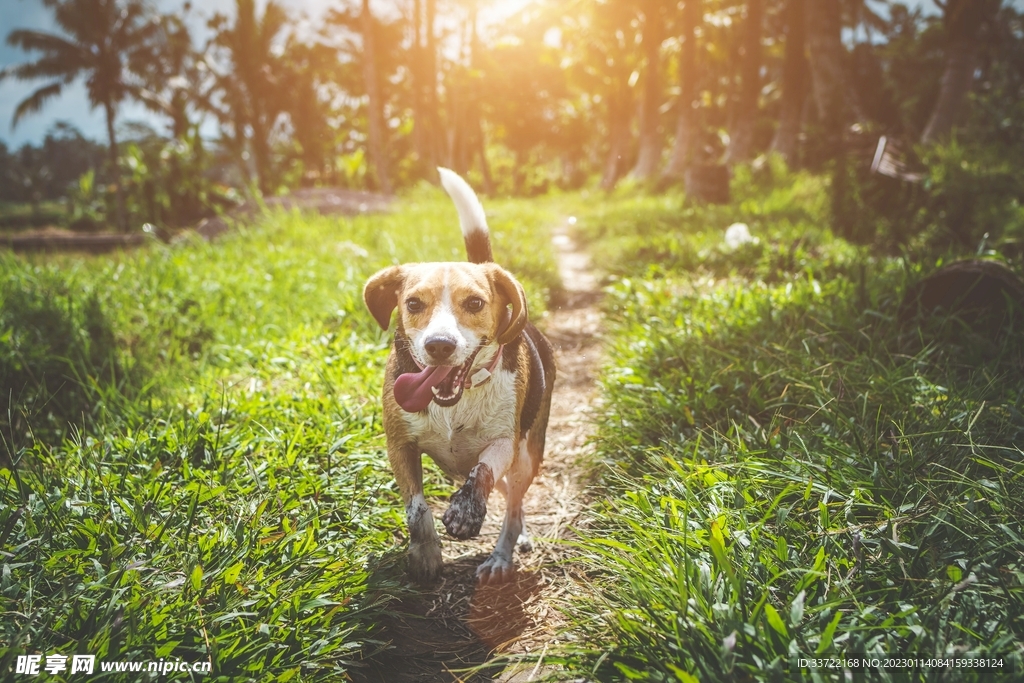 比格犬