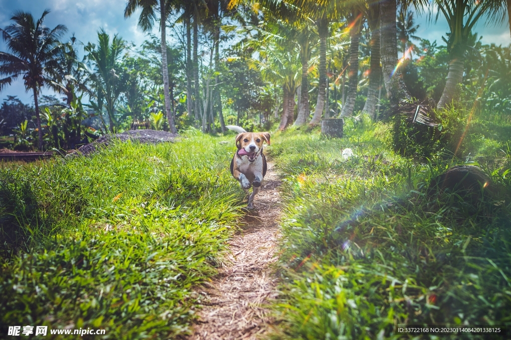 比格犬