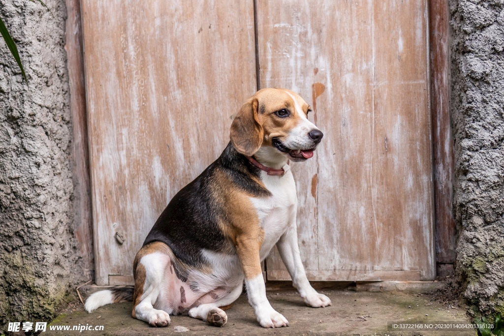 比格犬