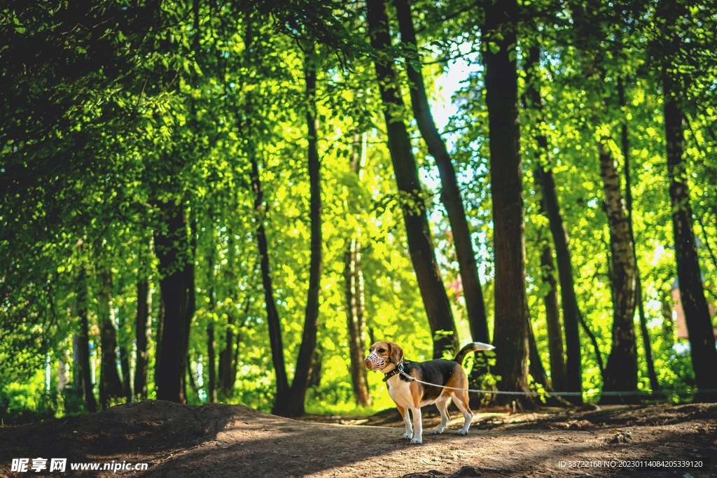 比格犬