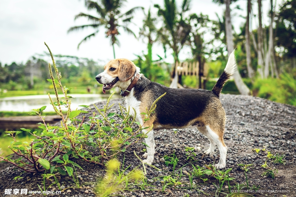 比格犬