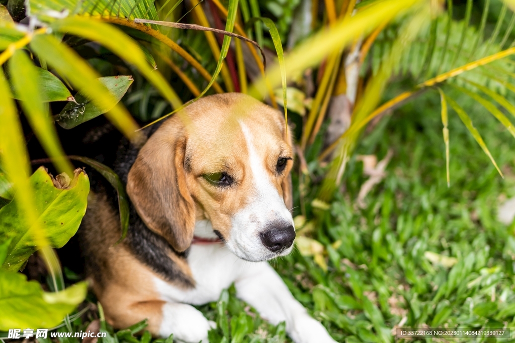 比格犬