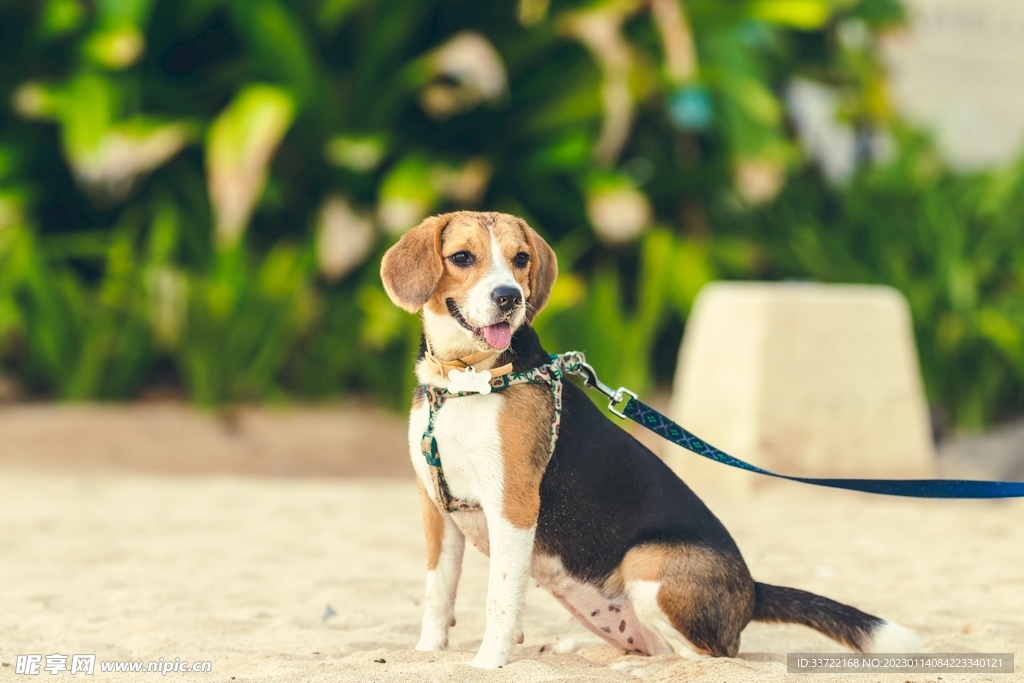 比格犬