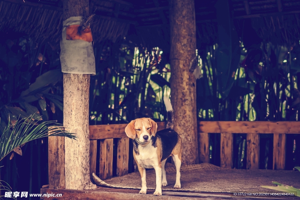 比格犬