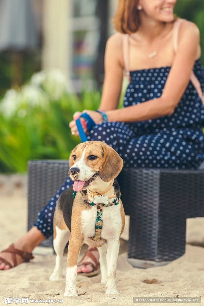 比格犬