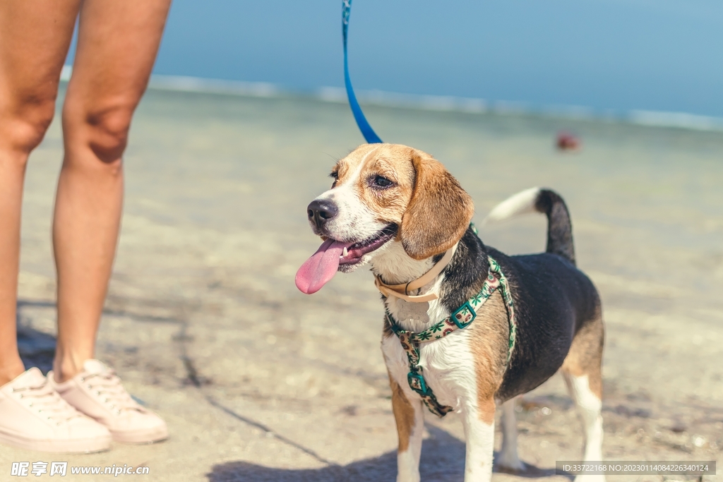 比格犬