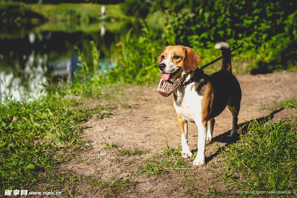 比格犬