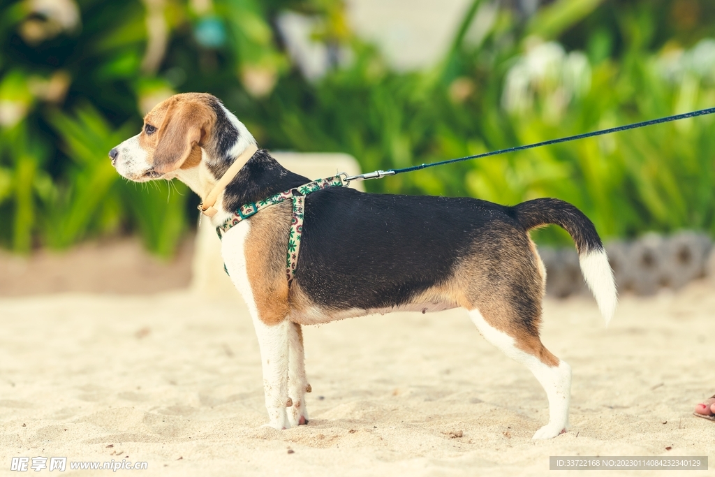 比格犬