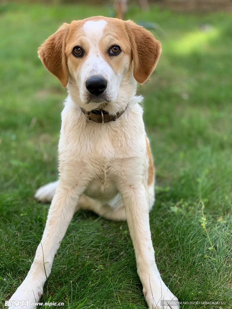 比格犬