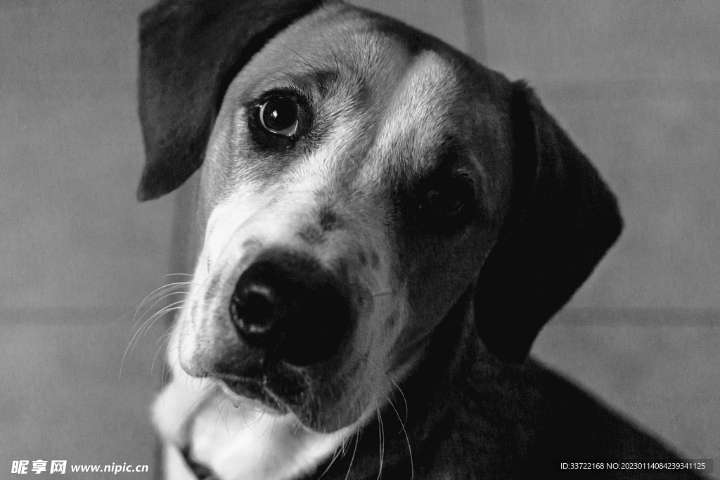 比格犬