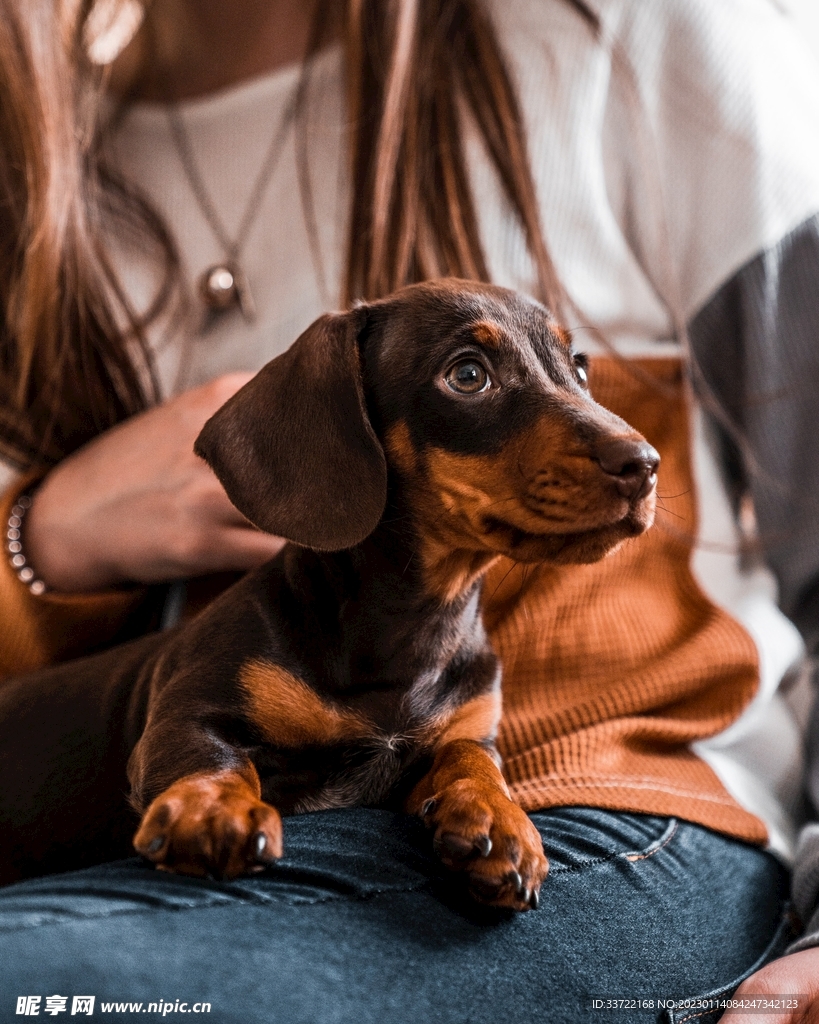 比格犬