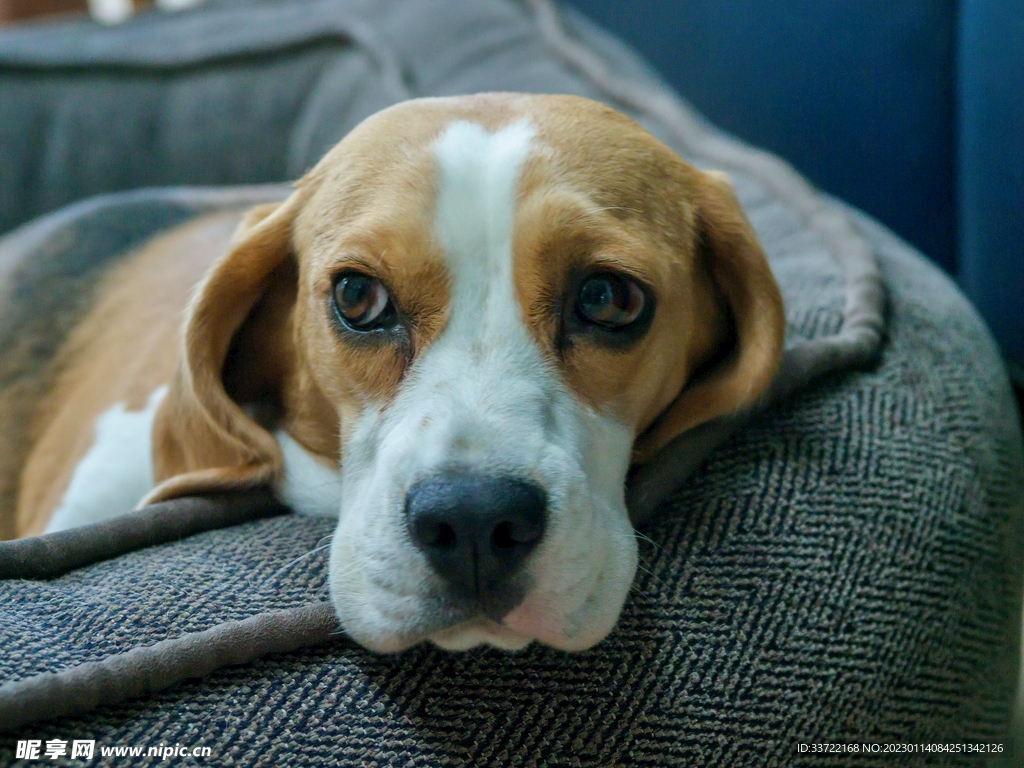 比格犬